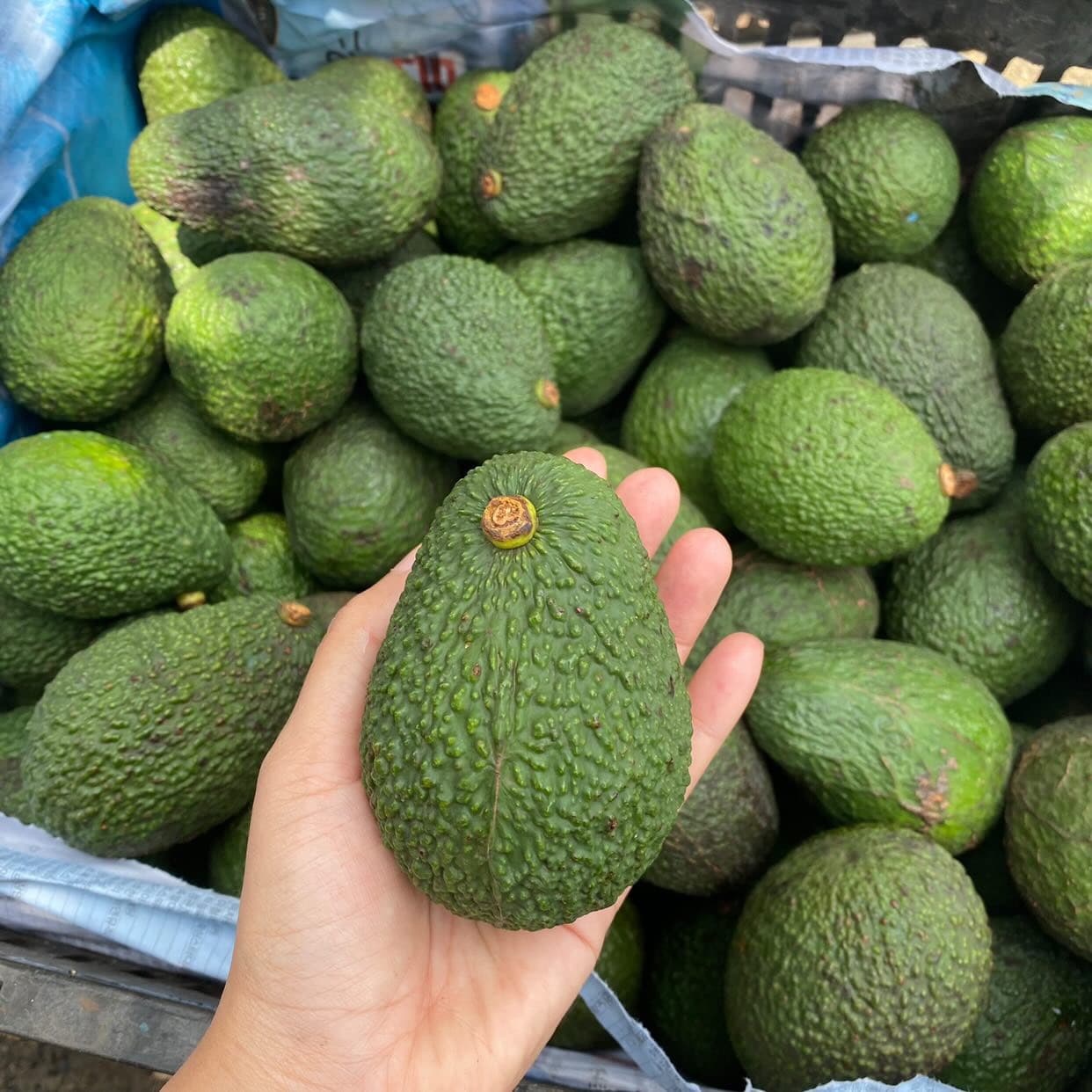 AVOCA.Life