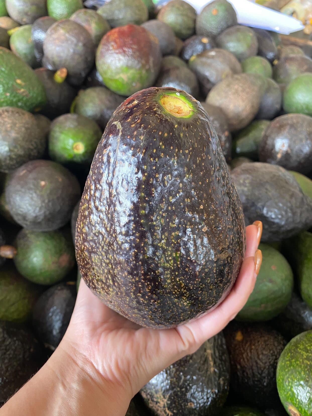 AVOCA.Life