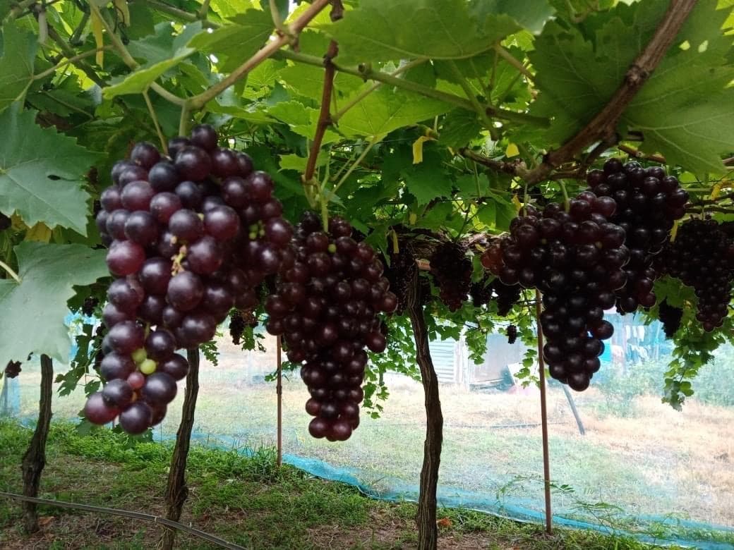 Thousand Nine Grapes Garden in Wang Nam Khiao