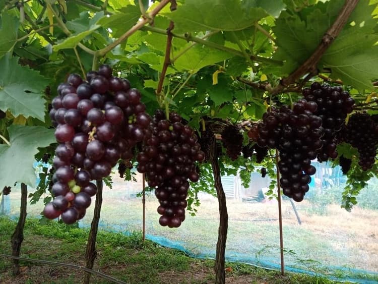 Thousand Nine Grapes Garden in Wang Nam Khiao