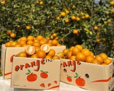 Sweet Orange Garden, Suan Wanee