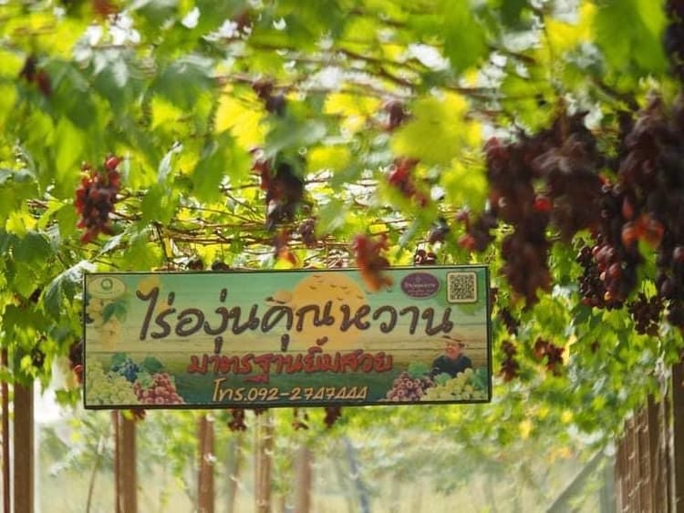Khun Wan Vineyard