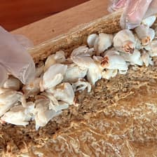 Fried Crab Meat Roll
