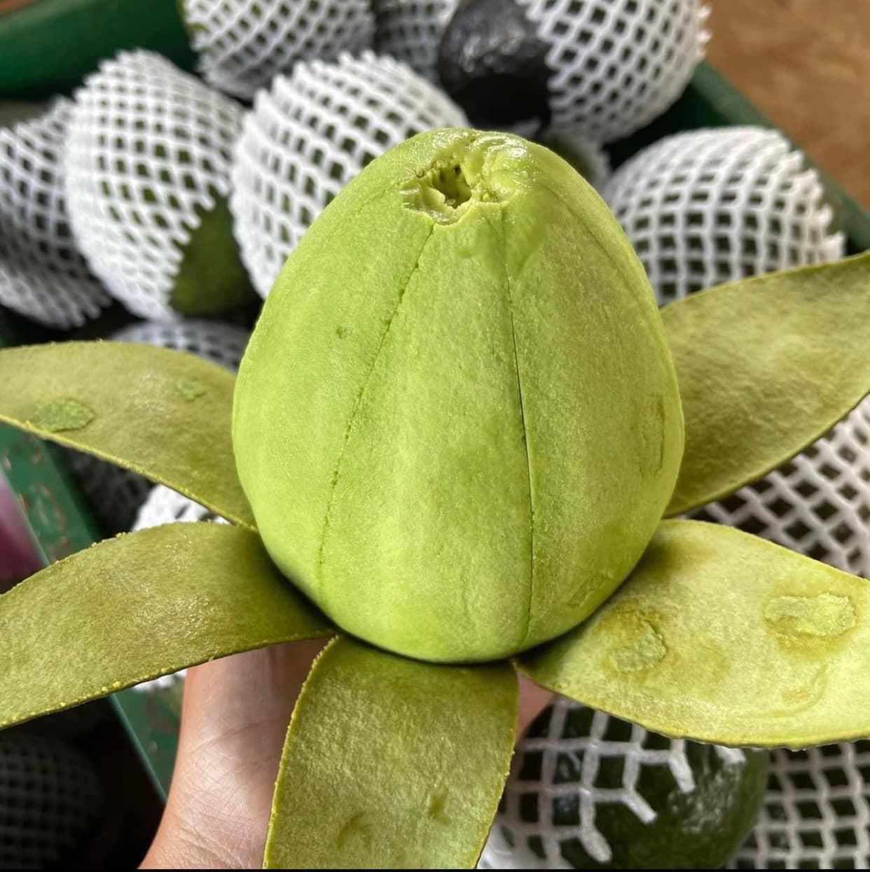 AVOCA.Life