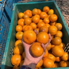 Sweet Orange Garden, Suan Wanee