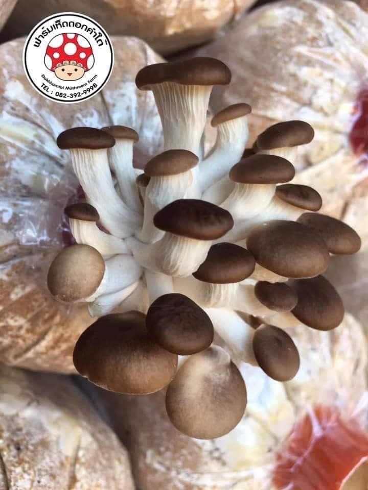 Dok Kham Tai Mushroom Farm