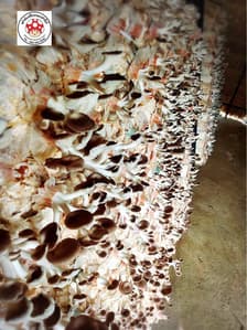 Dok Kham Tai Mushroom Farm