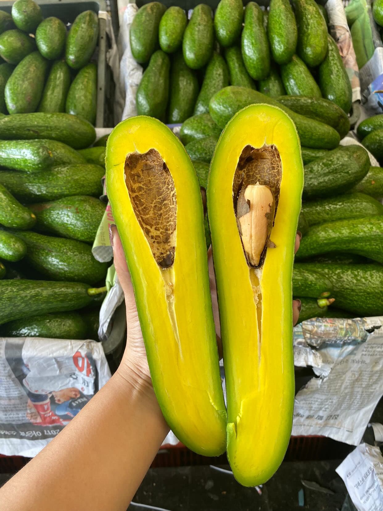 AVOCA.Life