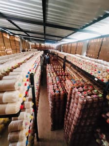 Dok Kham Tai Mushroom Farm