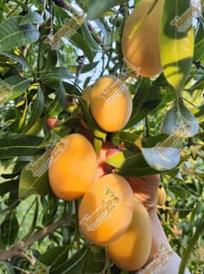 Suan Phueng Farm, Sukhothai
