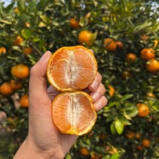 Sweet Orange Garden, Suan Wanee