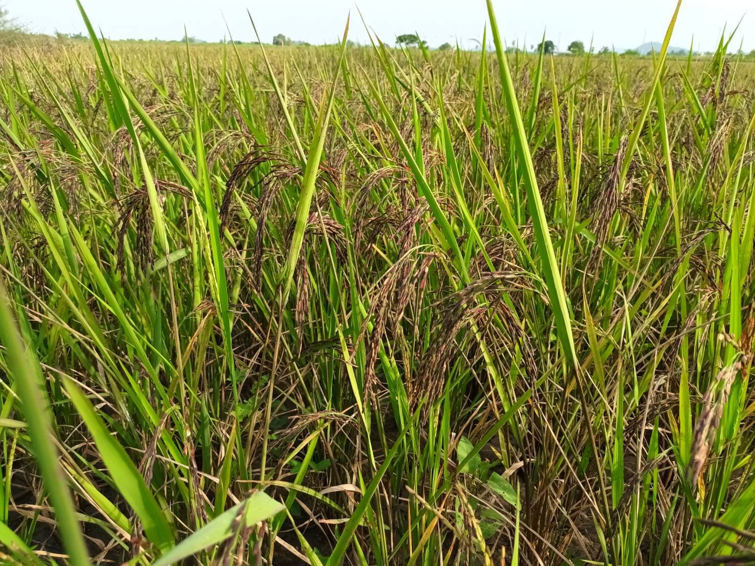 ข้าวคุณตา​🌾​ ข้าวไรซ์​เบอร์รี่​🌾​ คัด​พิเศษ​ จาก​ชาวนา​สุพรรณบุรี​ Thailand 🇨🇷​👨‍🌾 