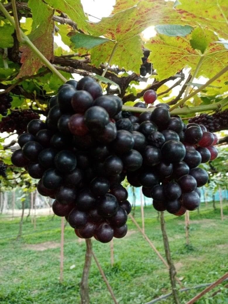 Thousand Nine Grapes Garden in Wang Nam Khiao