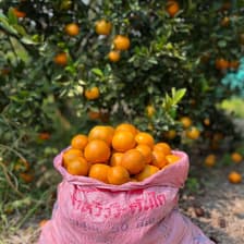 Sweet Orange Garden, Suan Wanee