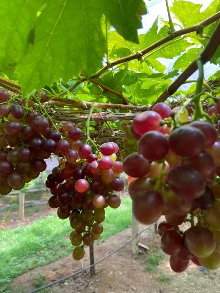 Khun Wan Vineyard