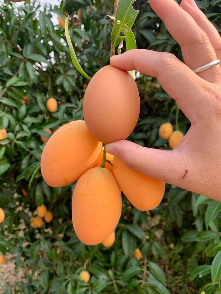 ไร่สวนผึ้ง สุโขทัย