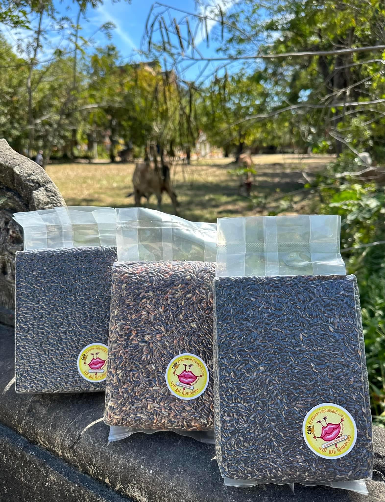โอวา (ovasurinrice100%)