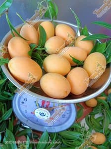 Suan Phueng Farm, Sukhothai