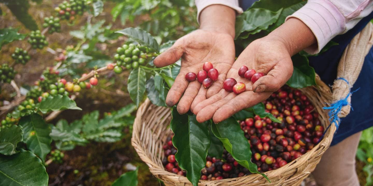 Timor-Leste coffee - organic, single origin