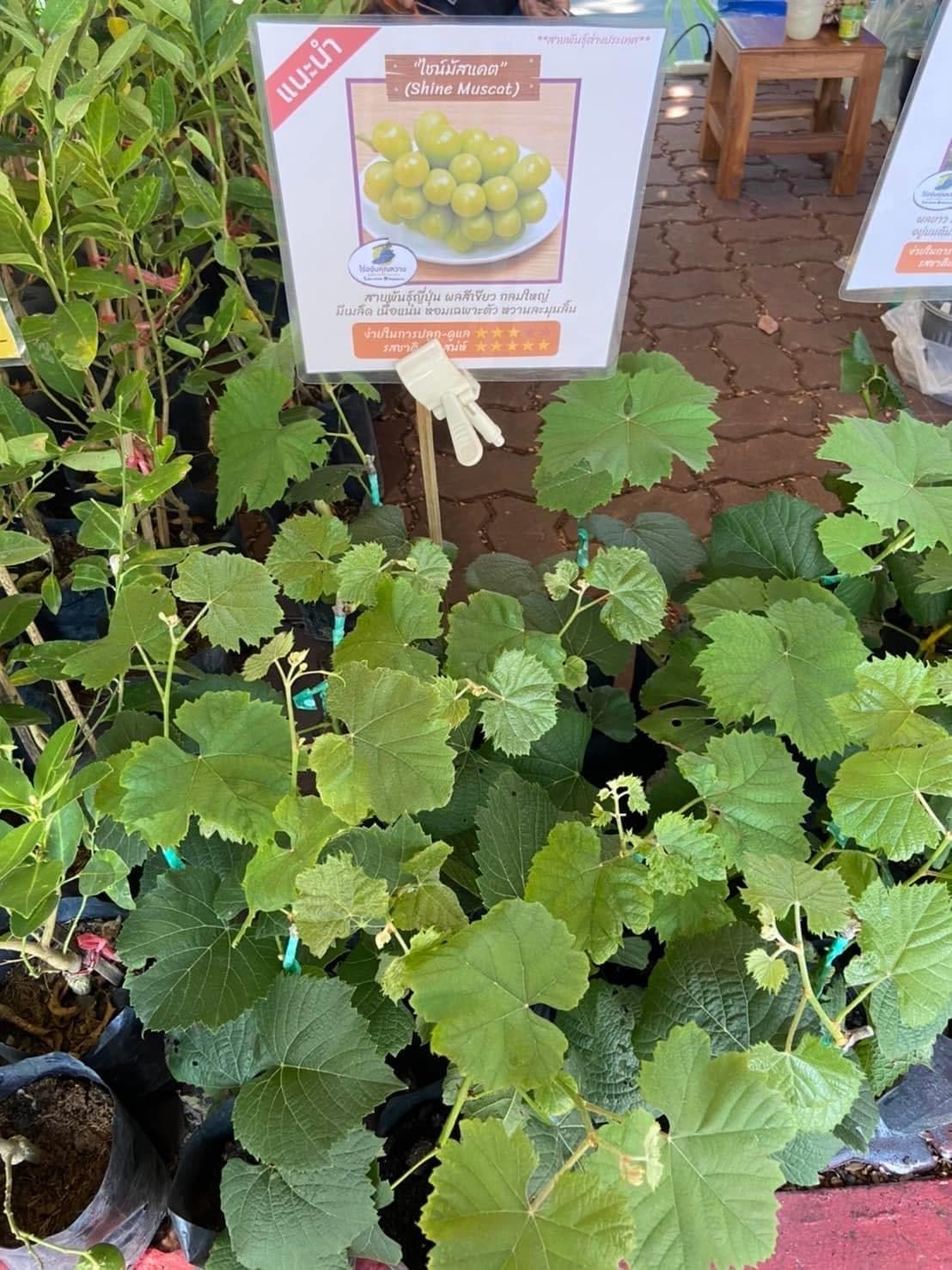 Khun Wan Vineyard