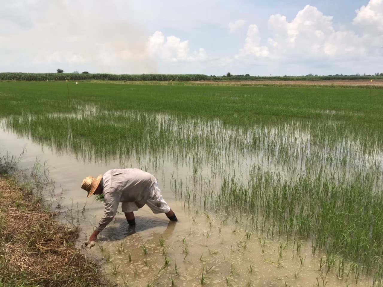 ข้าวคุณตา​🌾​ ข้าวไรซ์​เบอร์รี่​🌾​ คัด​พิเศษ​ จาก​ชาวนา​สุพรรณบุรี​ Thailand 🇨🇷​👨‍🌾 