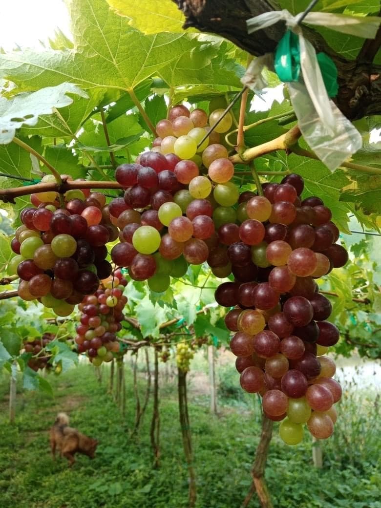Thousand Nine Grapes Garden in Wang Nam Khiao