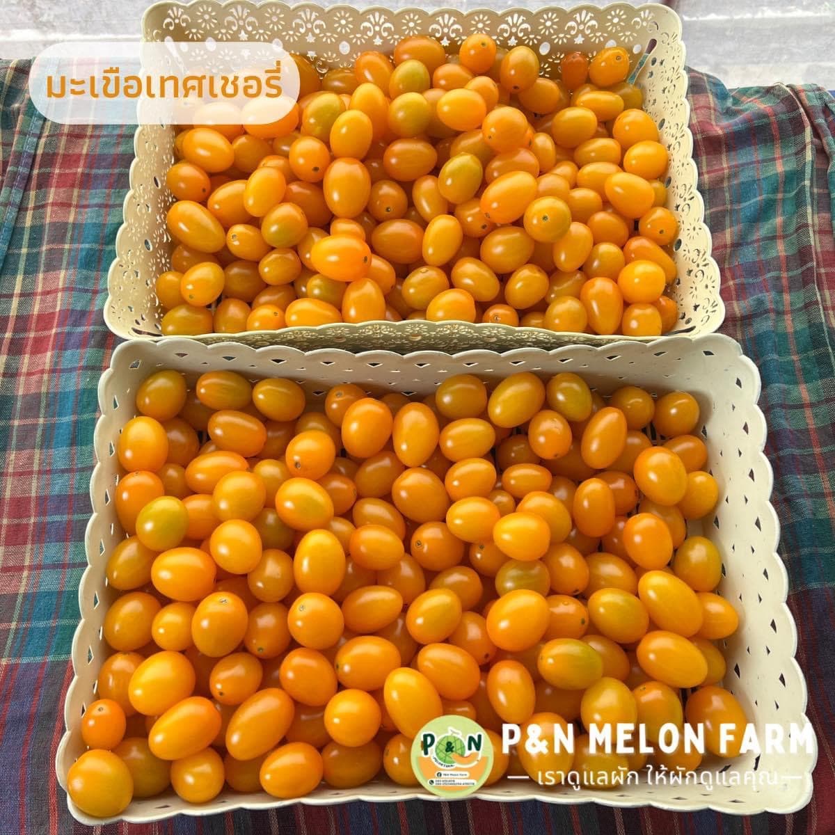 P&N Melon Farm