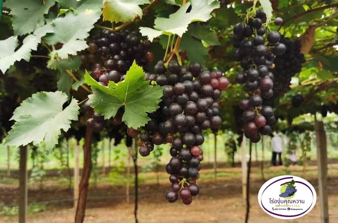 Khun Wan Vineyard
