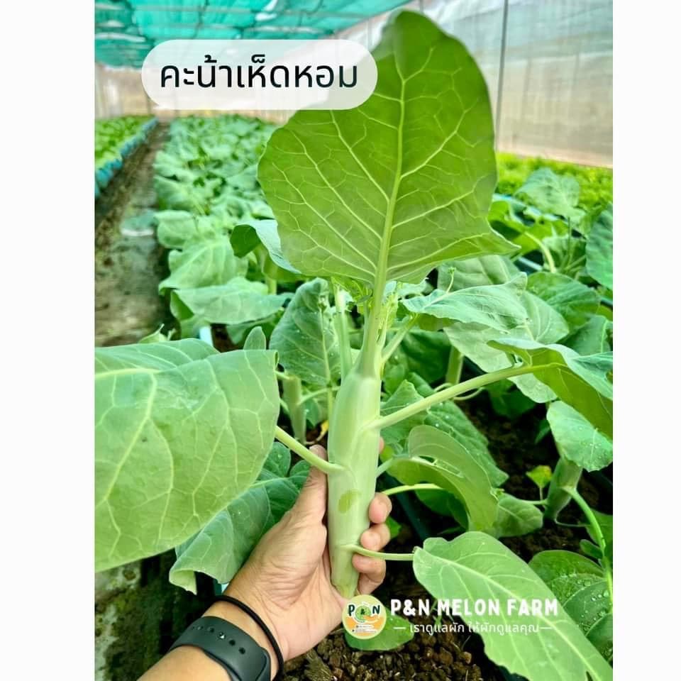 P&N Melon Farm