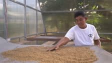 High fiber rice