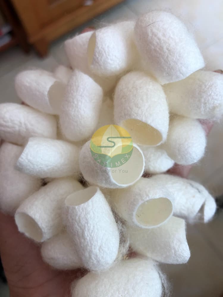 Silk Worm Cocoon for Skincare