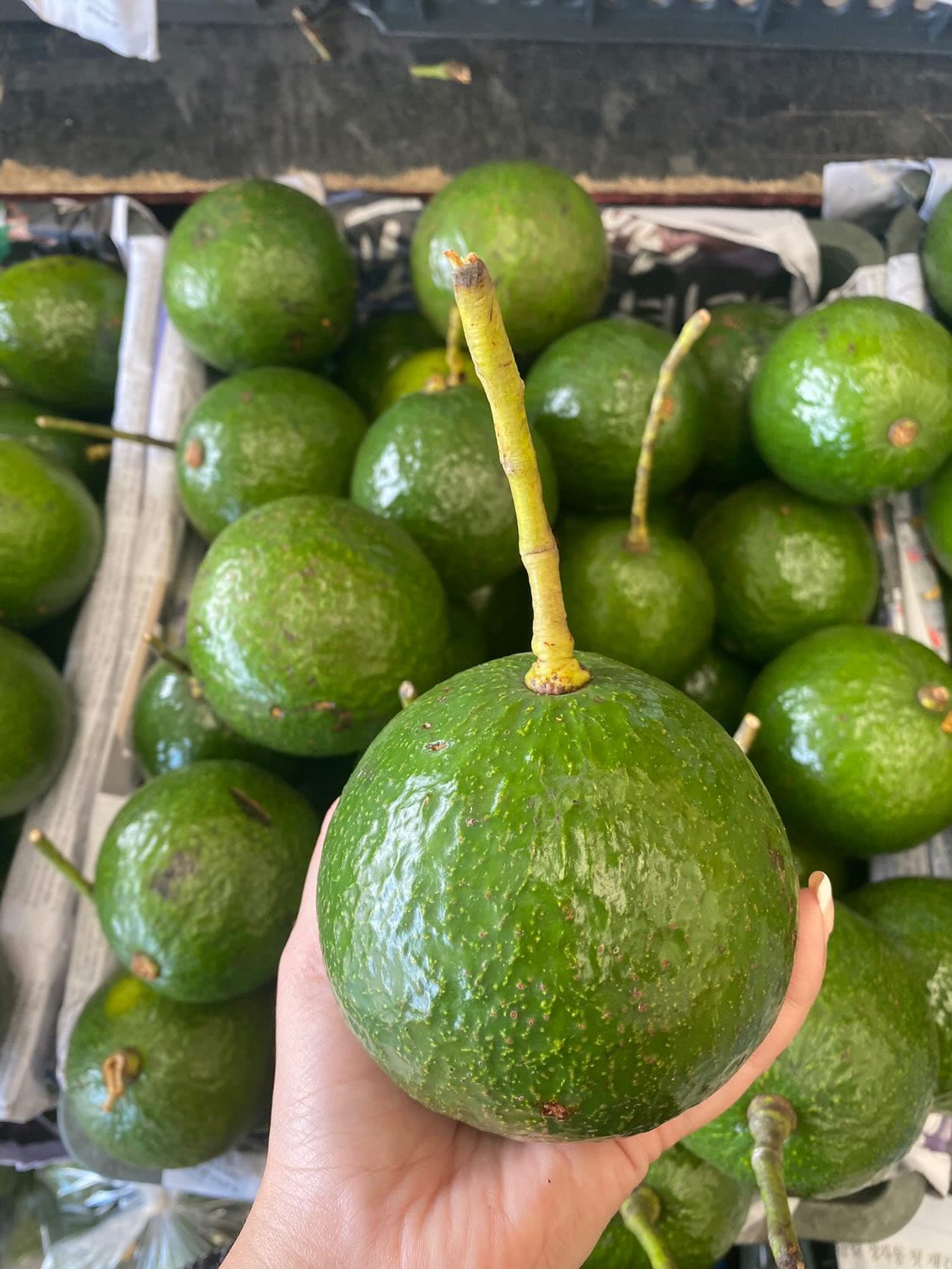 AVOCA.Life