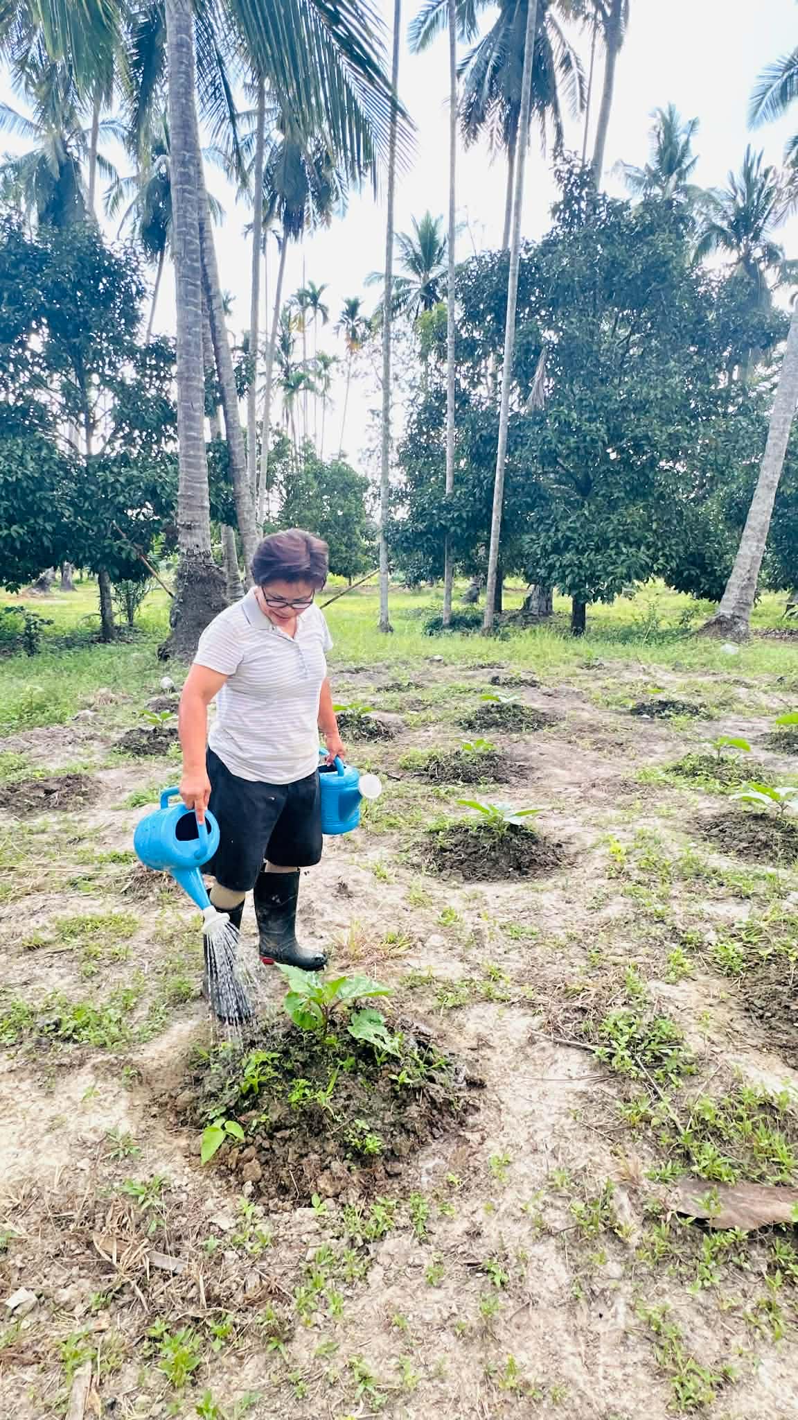 Heritage 'Leb Nok' Rice (Bird's Claw) – Hand-Planted in Nakhon Si Thammarat