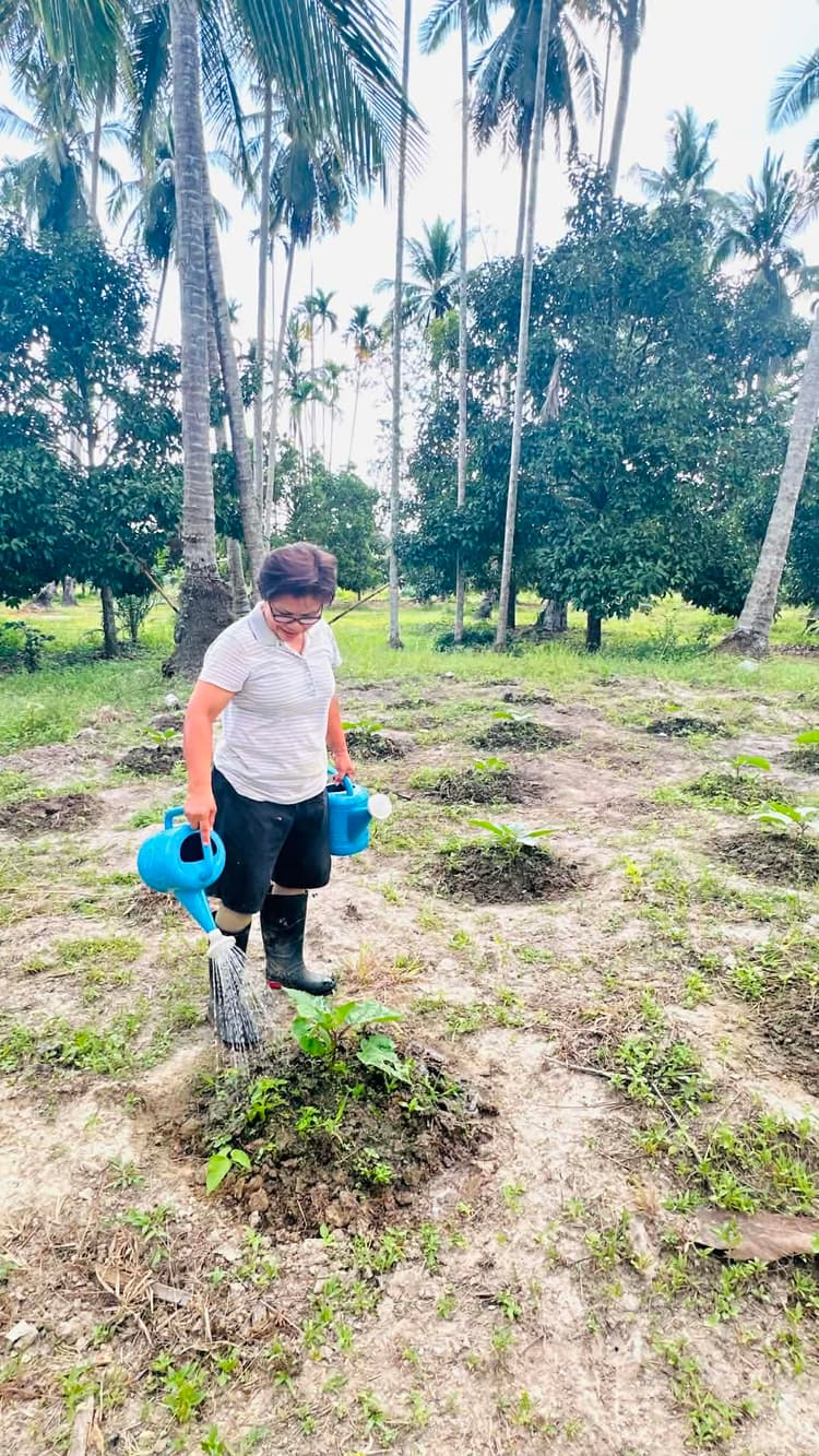 Heritage 'Leb Nok' Rice (Bird's Claw) – Hand-Planted in Nakhon Si Thammarat