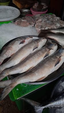 Plafish อาหารทะเลสด by Sodchon