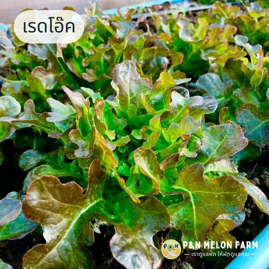 P&N Melon Farm