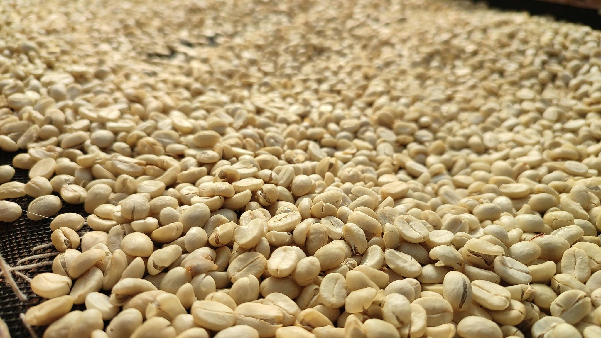 Thepsadej green bean - Washed Process